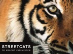 Streetcats Stichting De Zebra